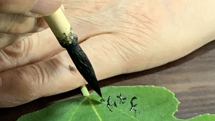 梶の葉に、子規の句