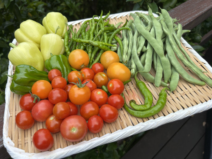 一枚の畑の夏野菜